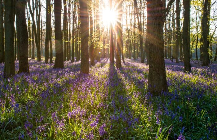 A Forest of bluebells