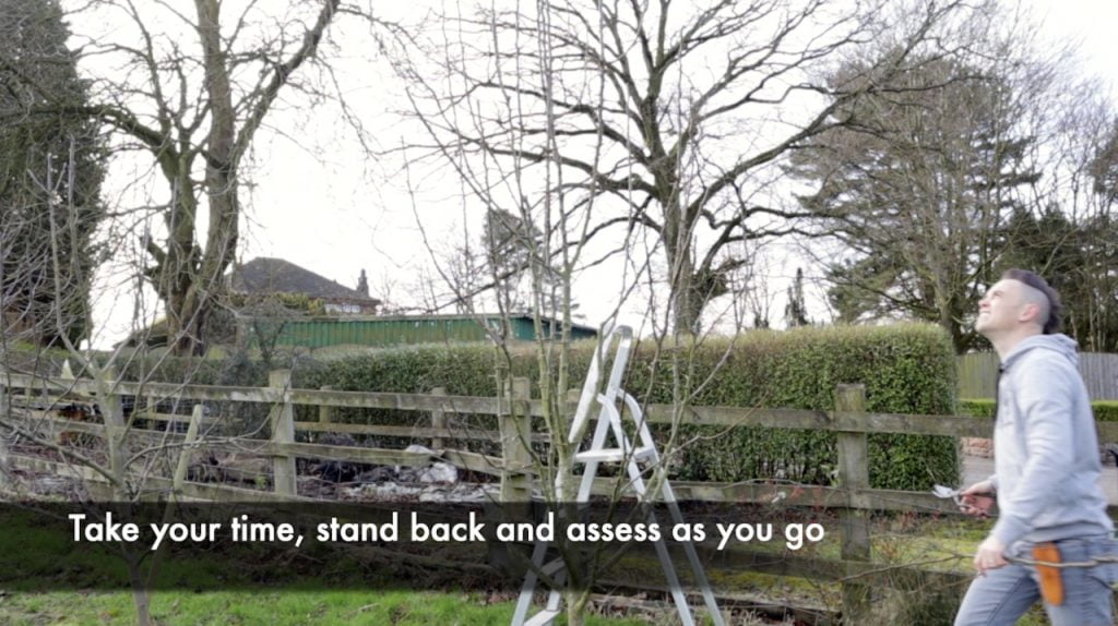 Lee Burkhill standing back checking a pear tree