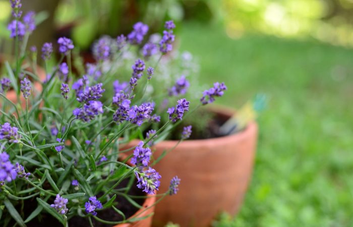 Pots of lavender