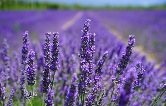 Purple lavender in a field