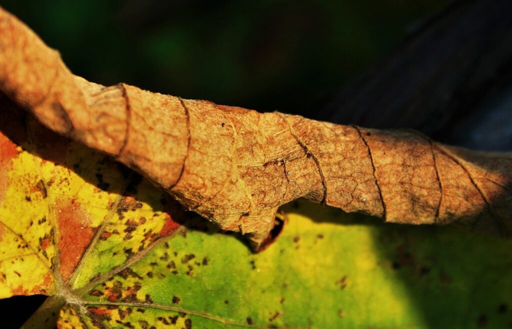 Overfed leaf curl plant leaf