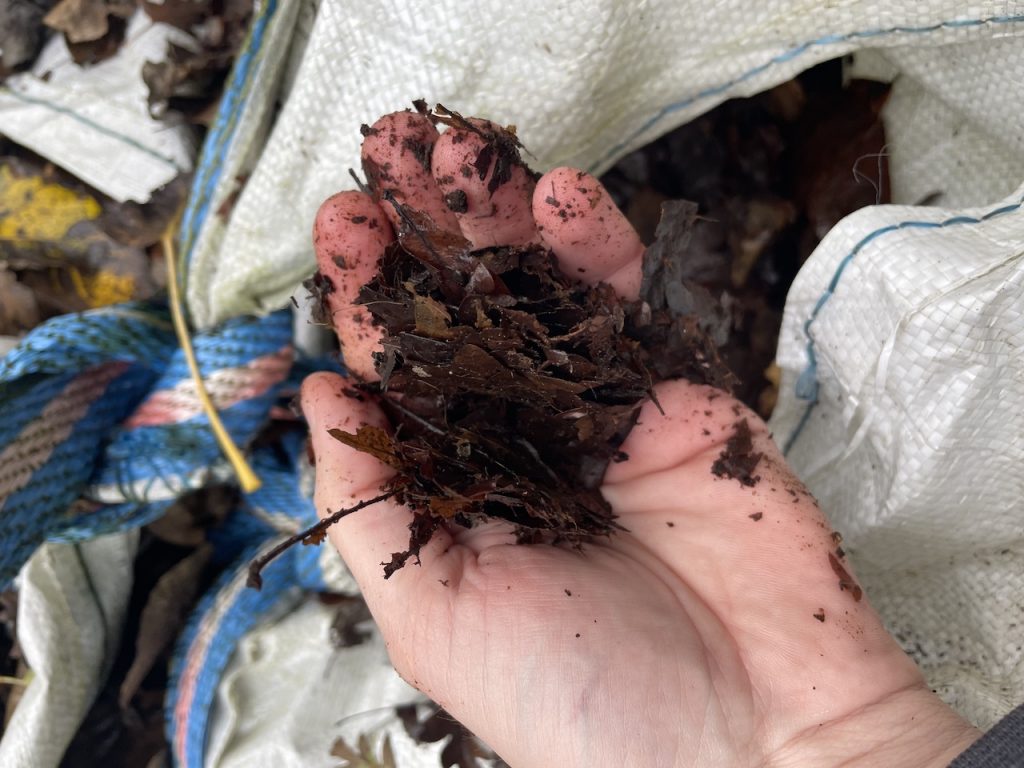 Hand full of leaf mould