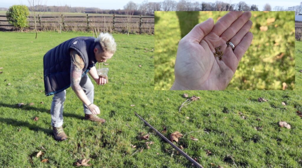 When to sow yellow rattle