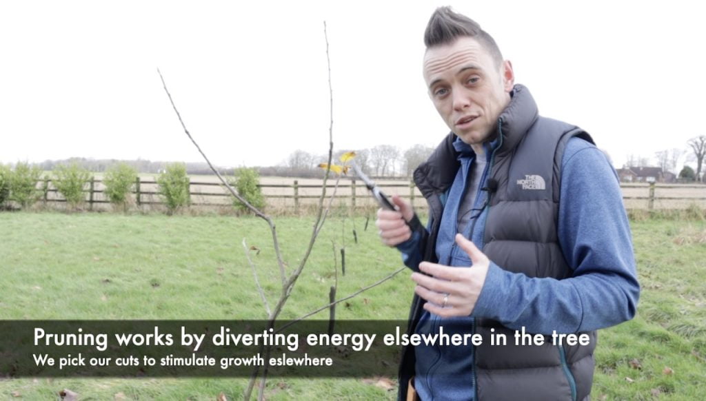 Lee Burkhill pruning an apple tree and explaining cuts