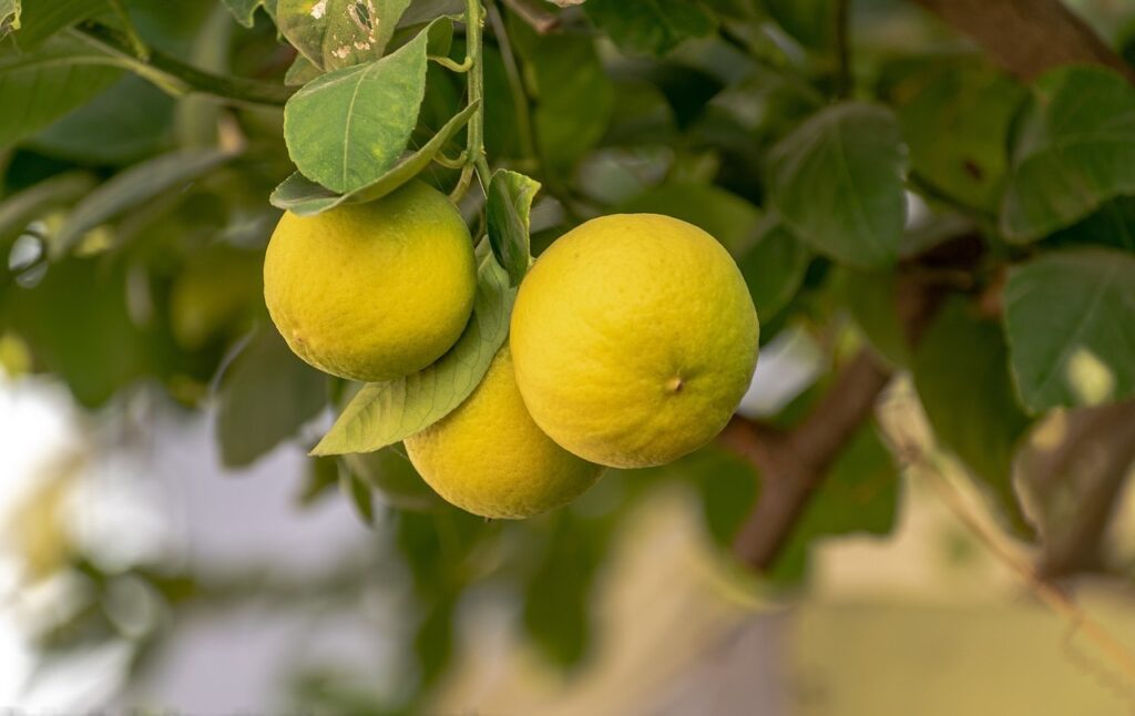 Lemon tree ph guide