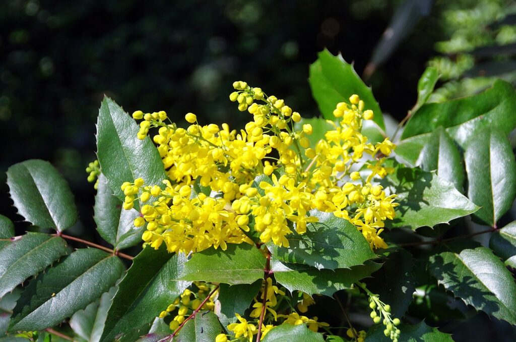 Mahonia winter fire