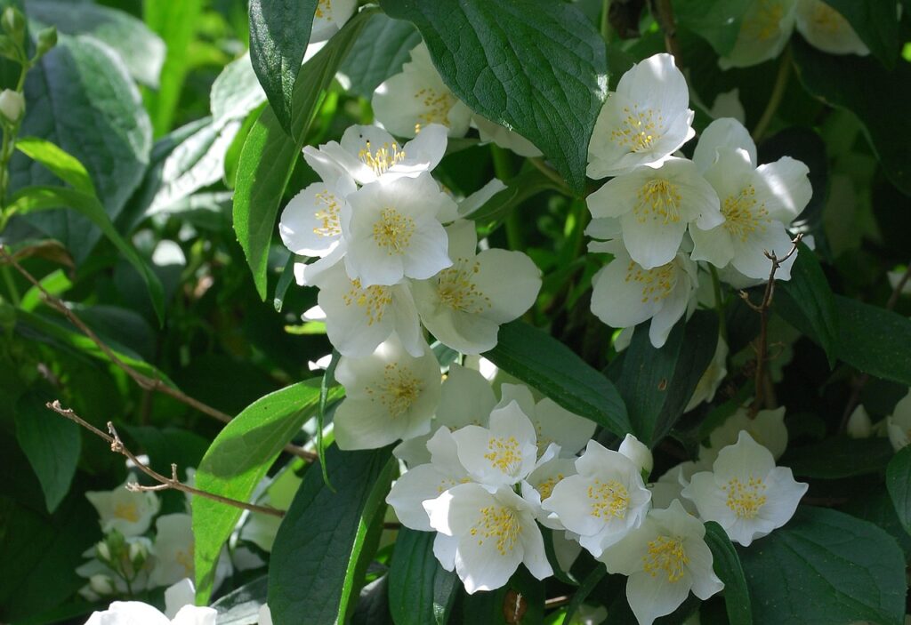 Mock orange pruning guide