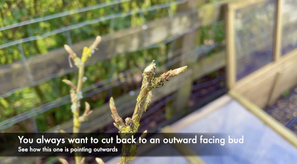 Clean gooseberry pruning cut