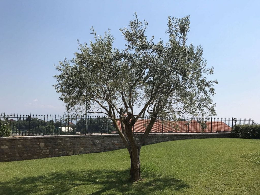 Mediterranean olive tree