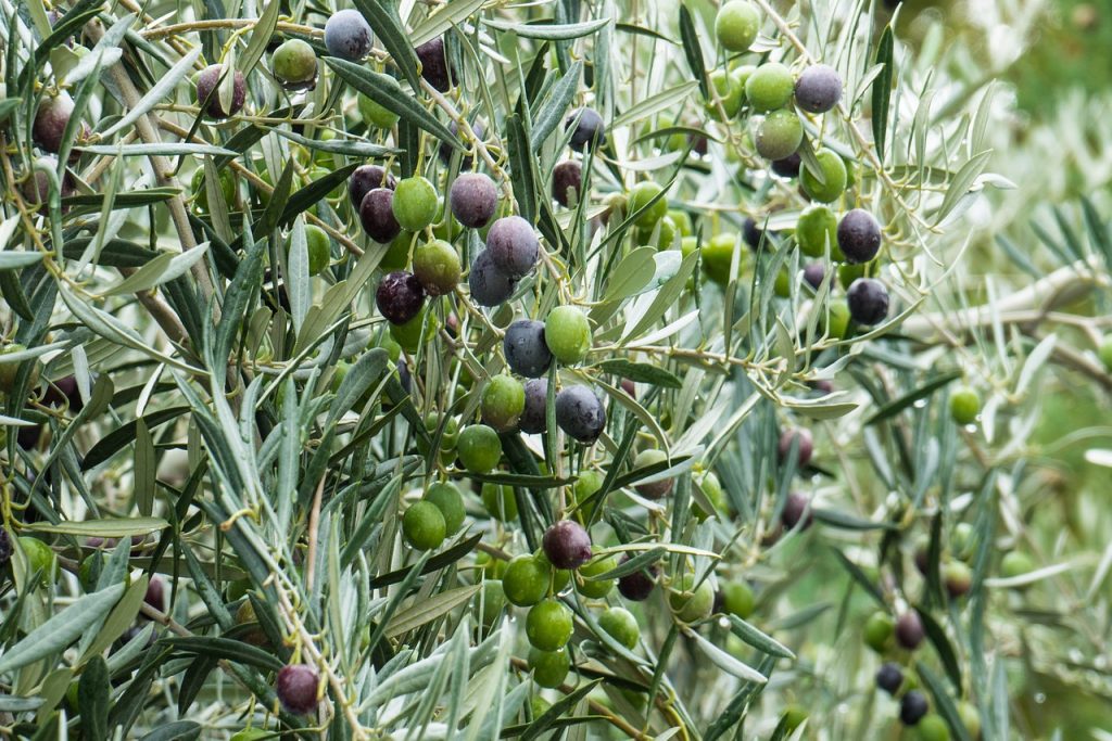 Olive trees with fruit on the branches