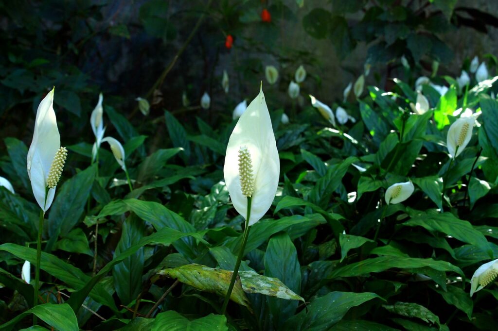 How to look after Peace Lillies