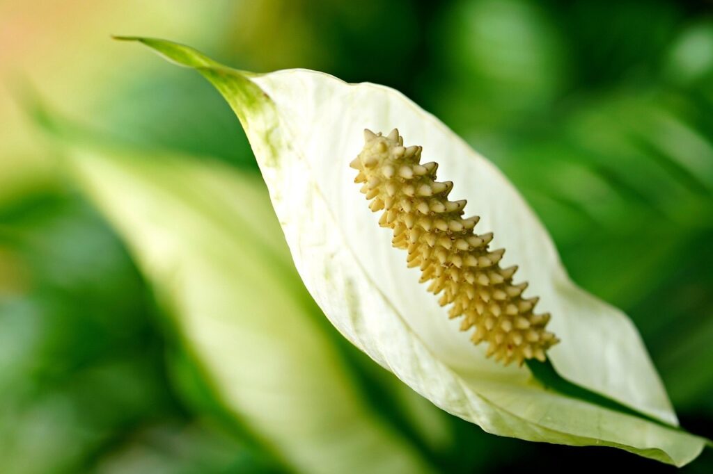 Peace lily beginner house plant