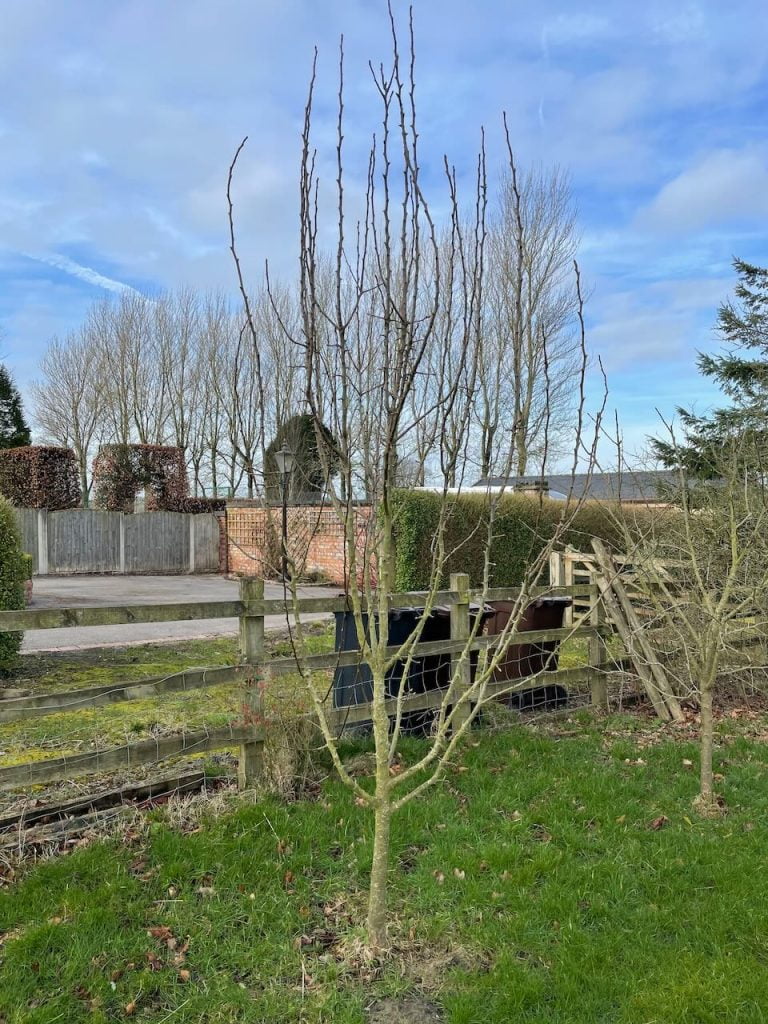 A pear tree that needs pruning