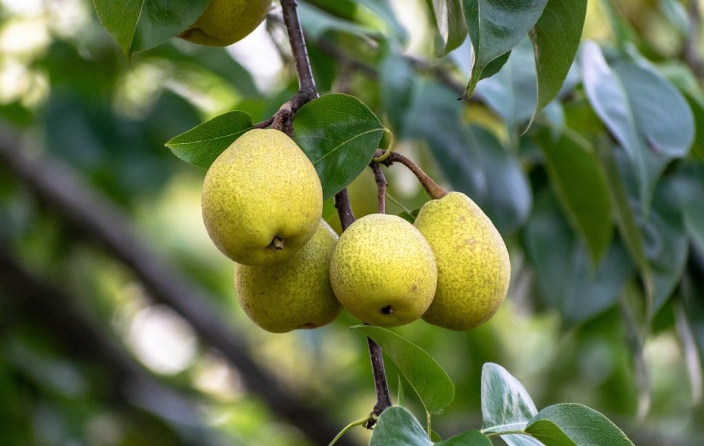 Pears on a tree