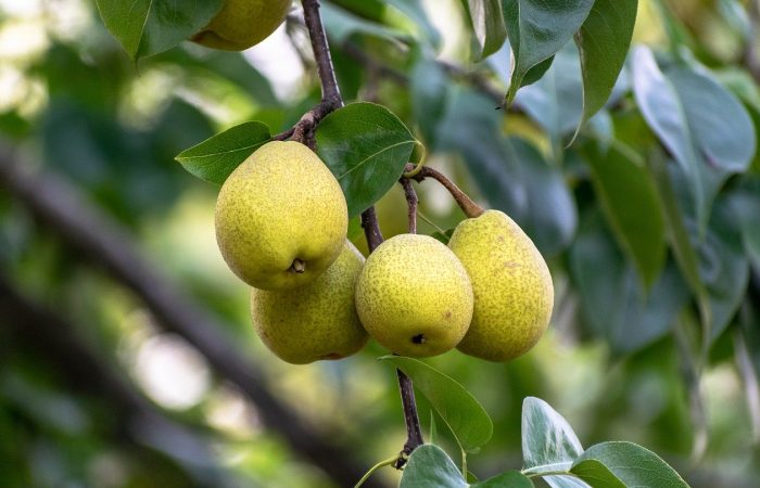 Pears on a tree