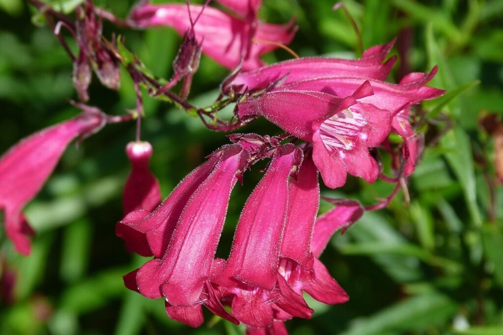 Red penstemons