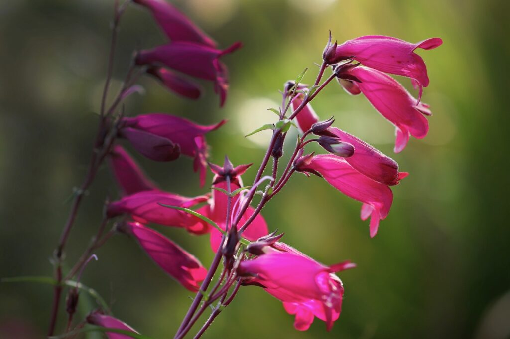 Slug proof plant penstemon