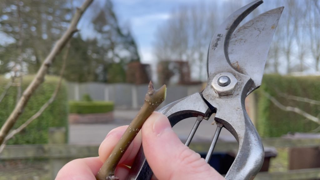 A neat angled pruning cut on a pear tree