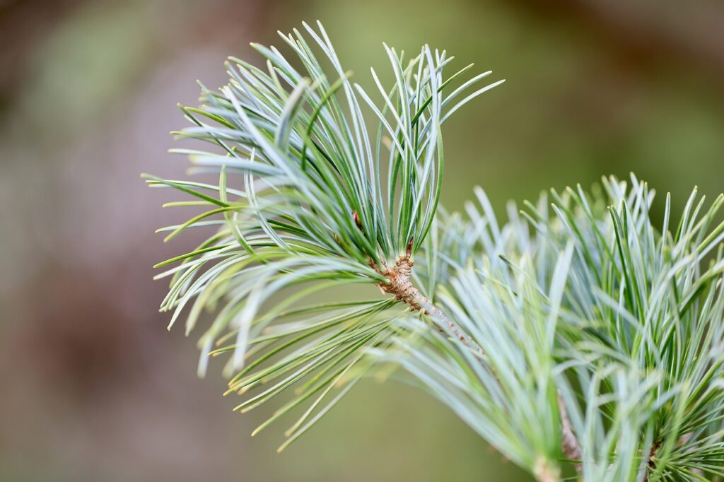 How to plant trees