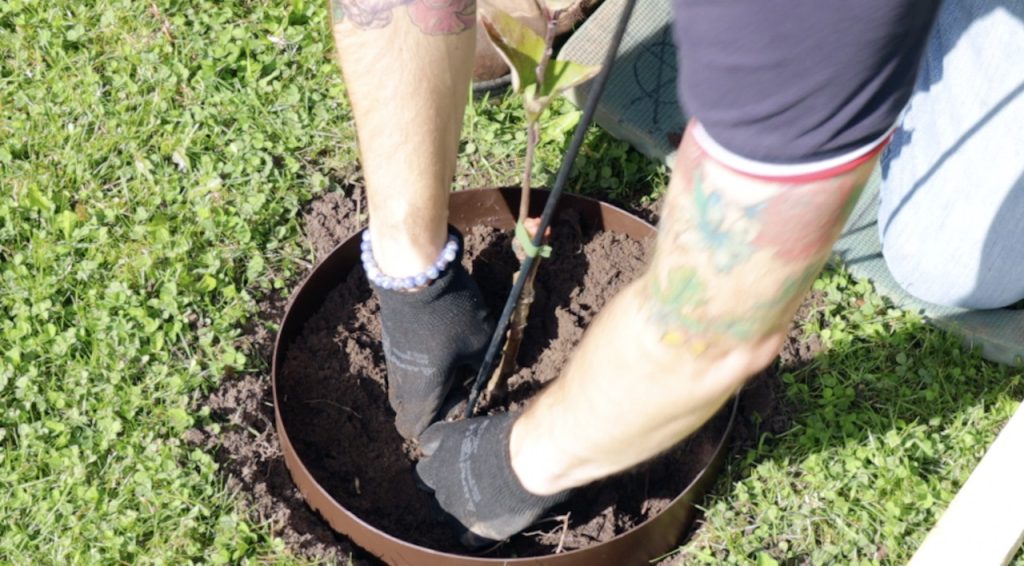 mulching a tree