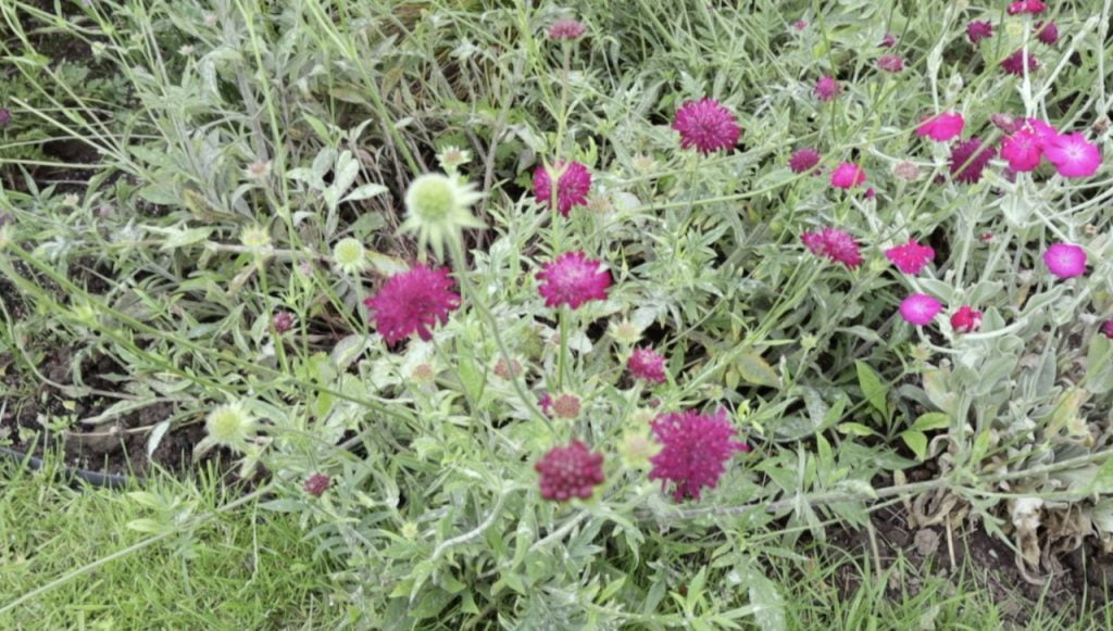 Powdery mildew on plants Garden Ninja