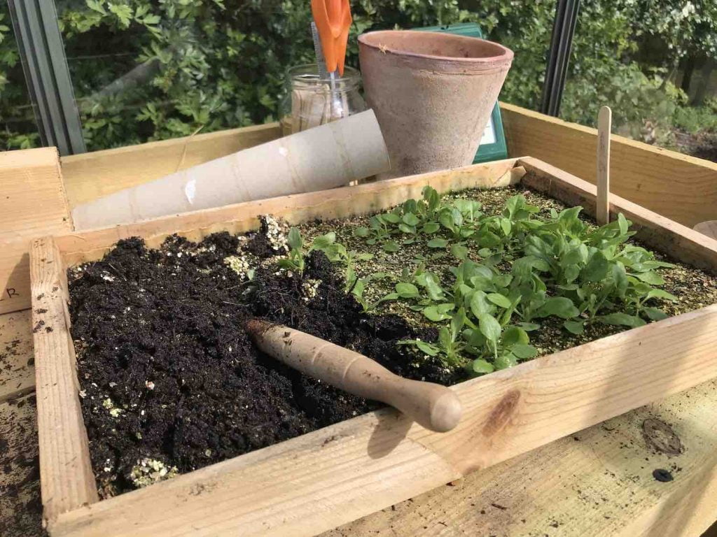 Vlogger garden ninja uses a dibber to remove seedlings