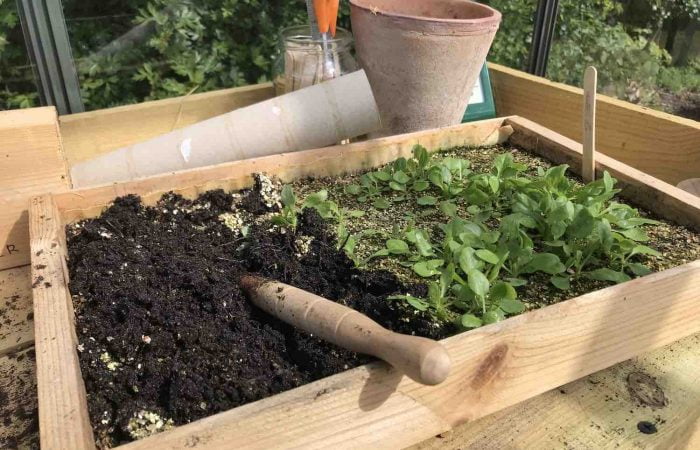 Vlogger garden ninja uses a dibber to remove seedlings