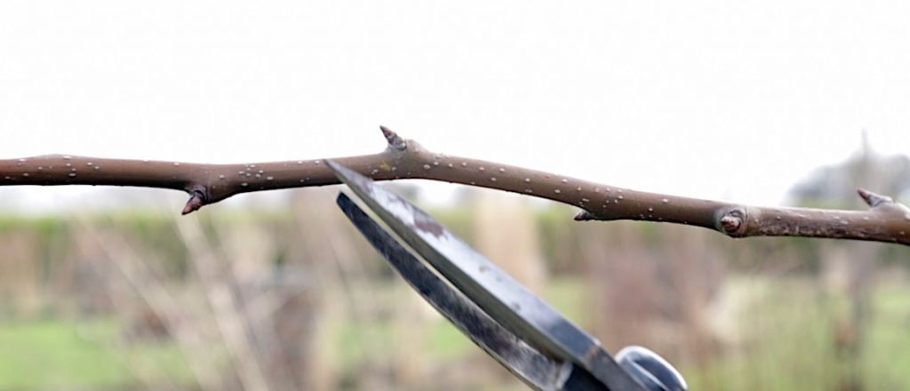 Secateurs about to cut a pear branch