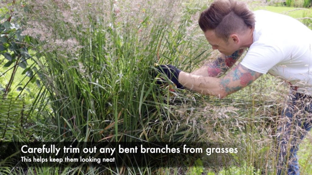 Garden ninja tidying up ornamental grasses in the garden