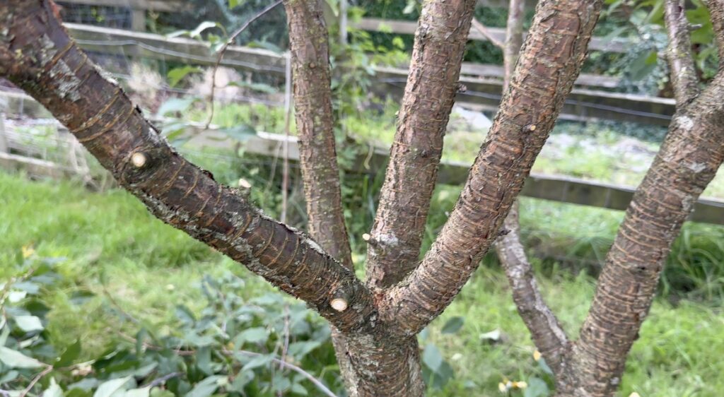 crown lifted branches on cherry tree