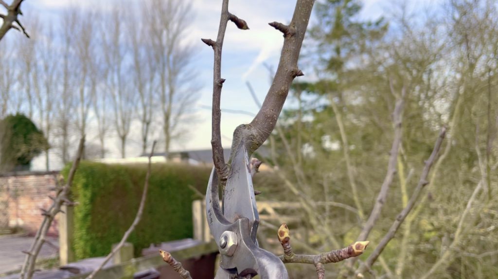 Cutting off a pear branch