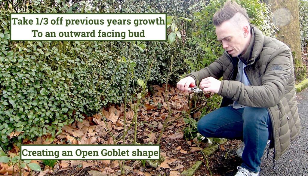 Garden Ninja removes old growth in a rose