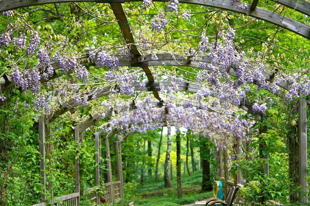 How to prune wisteria over a pergola