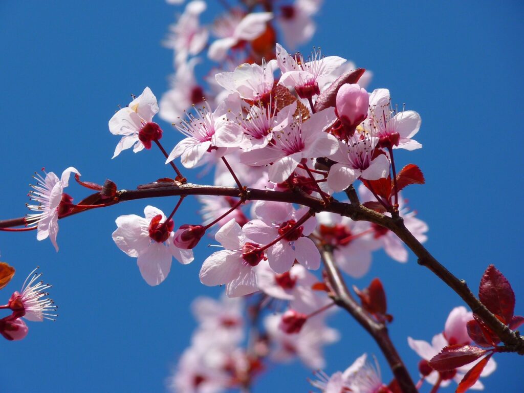 Pink cherry blossom