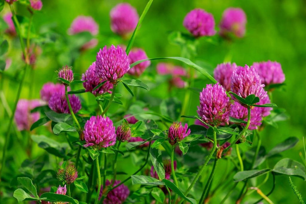 Red clover in a lawn
