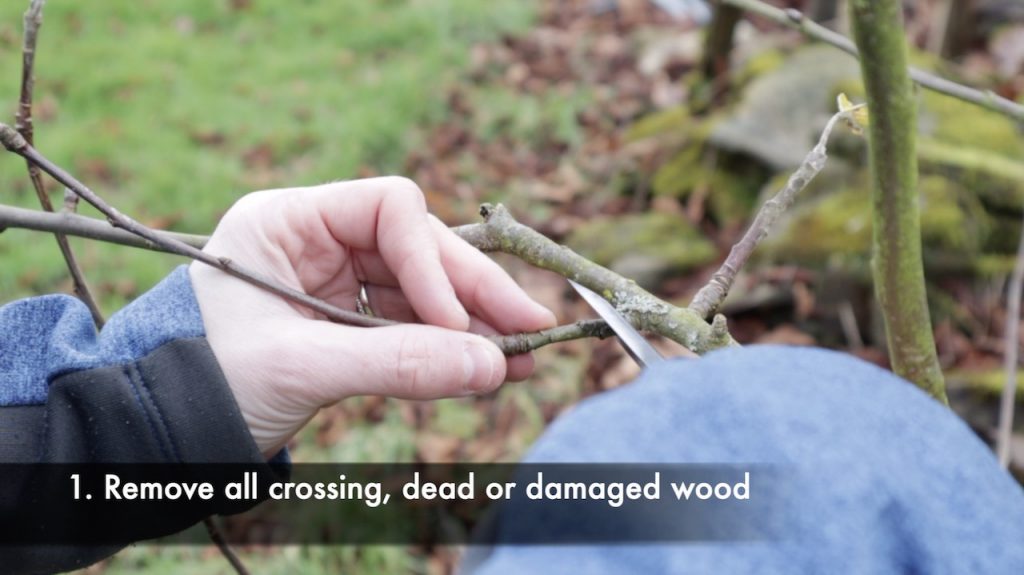 Removing damaged wood from a tree pruning