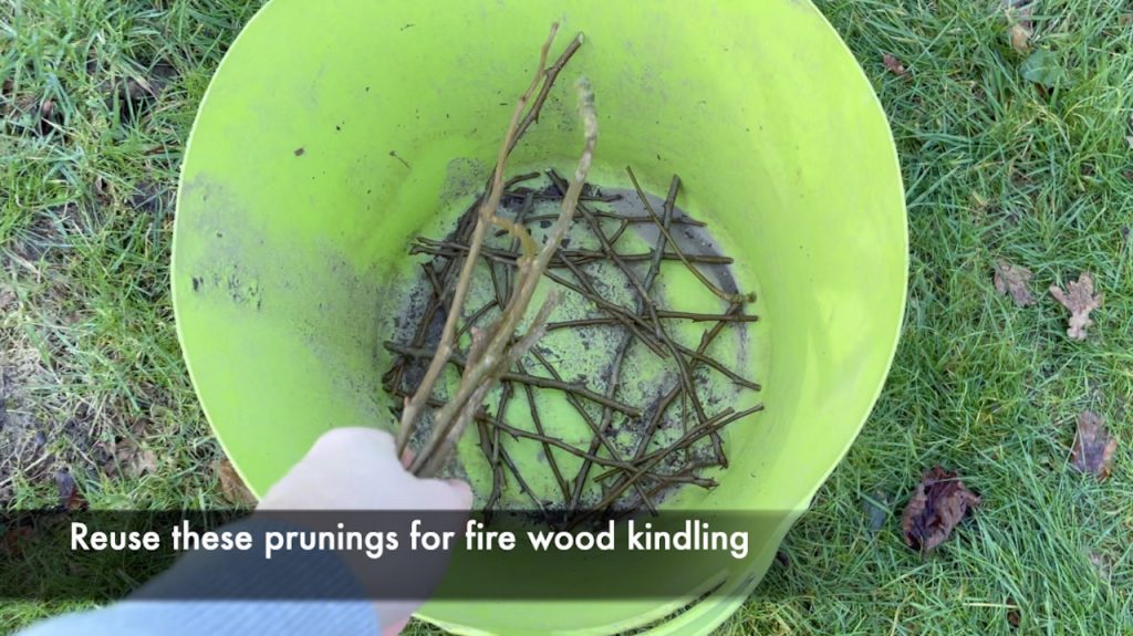 A bucket of pear tree prunings