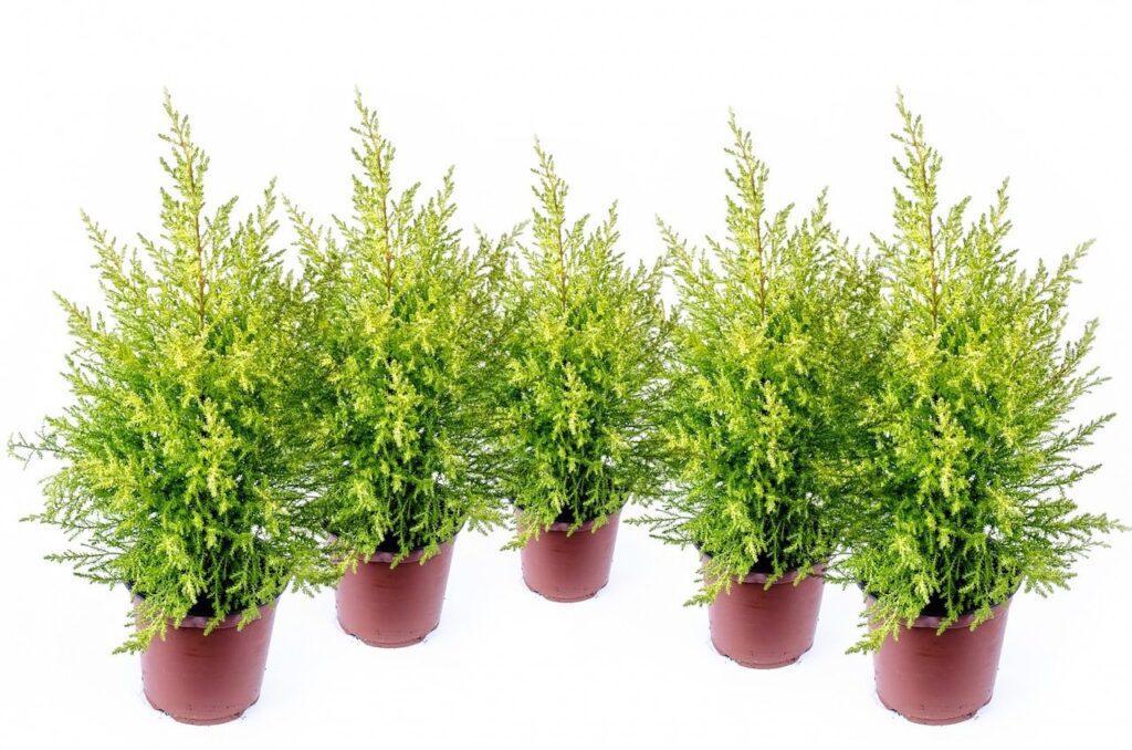 Pruning conifers