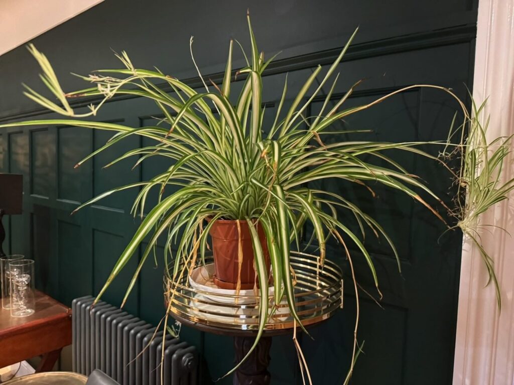 Spider plant beginner house plant