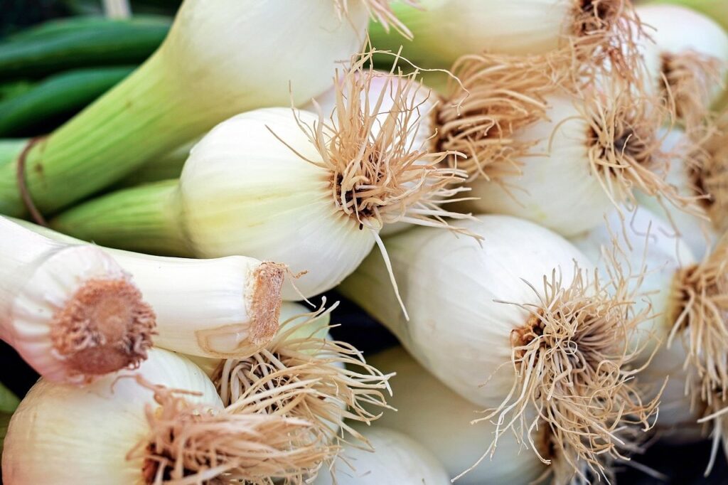 No dig spring onions
