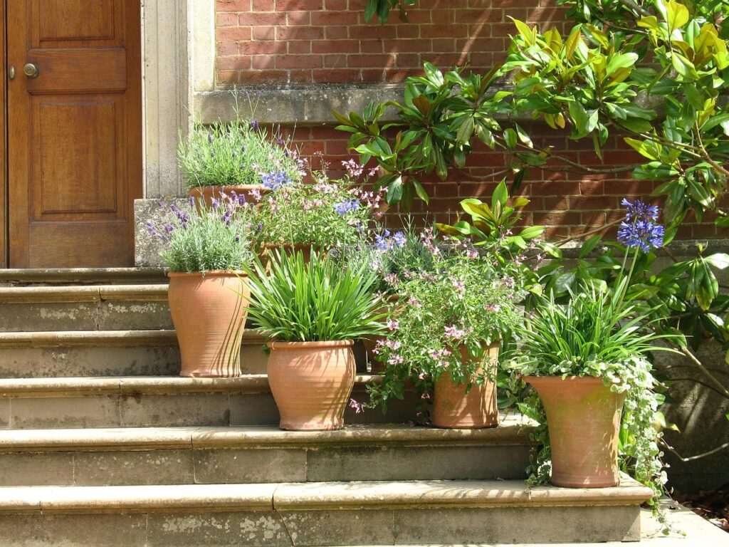 Terracotta plant pots