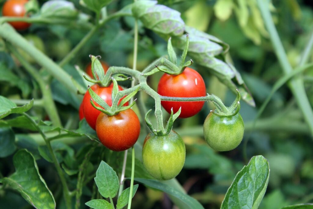 Ripe cherry tomatoes