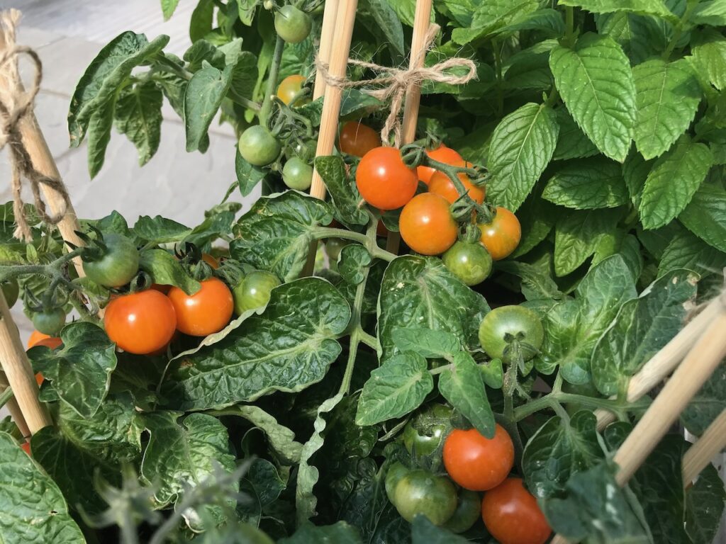 How to grow tomatoes