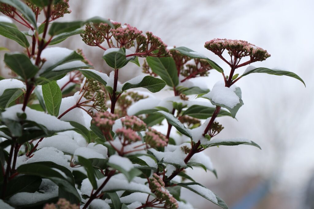 Spring flowering viburnum