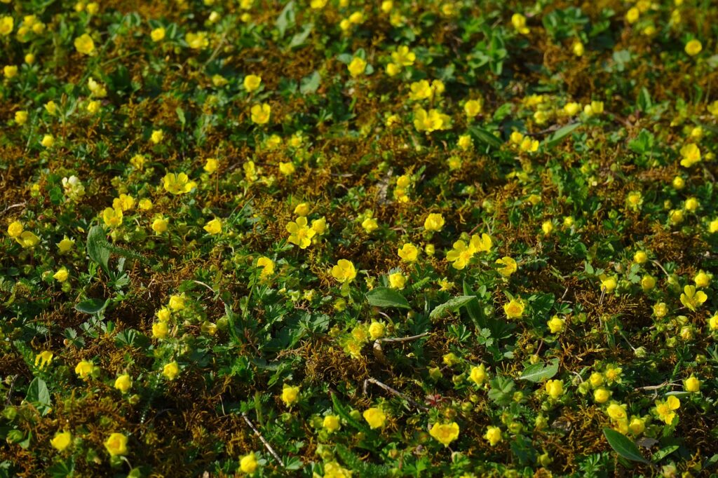 Fast ground cover plants