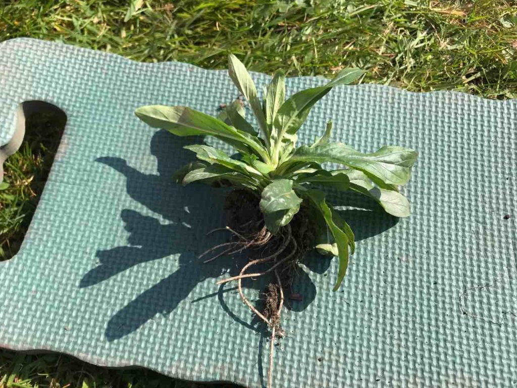 A weed on a garden weeding matt