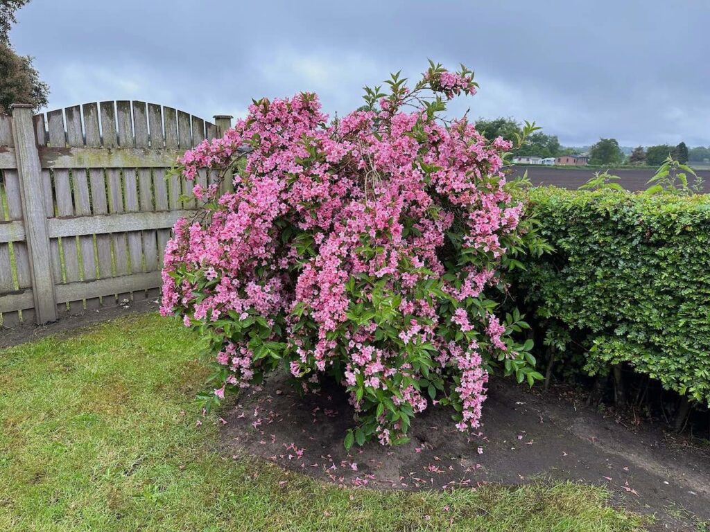 A beautiful weigela shrub