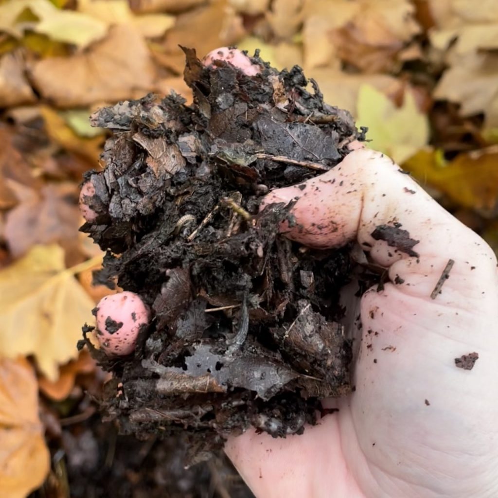 Fresh leaf mould in hand