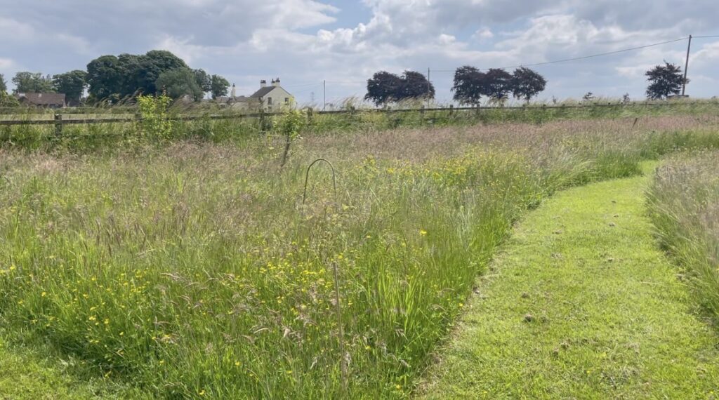 A meadow in flower