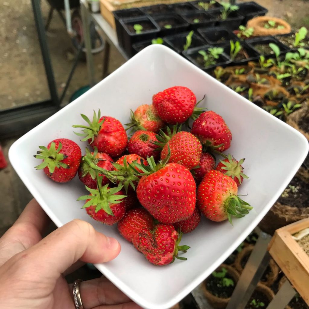 Strawberries in a bowl